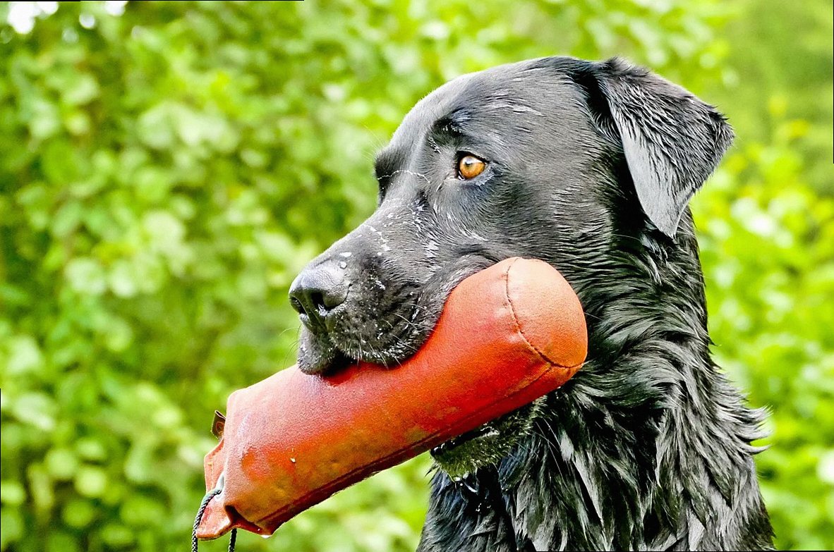 labrador, retriever, retrieve, dummy training, dog sport, labrador, labrador, labrador, labrador, labrador, retriever, d