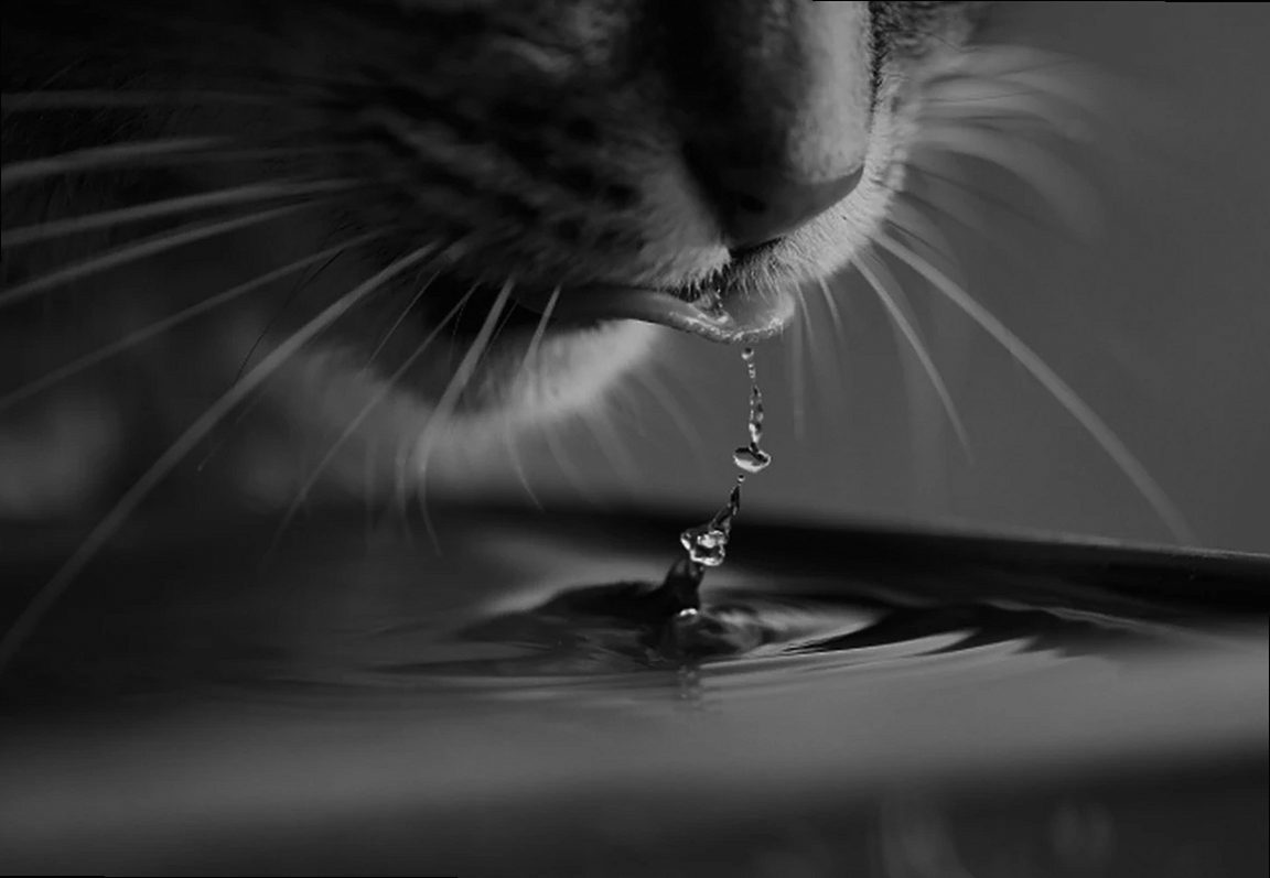 cat, water, drink, pet, nature, animal