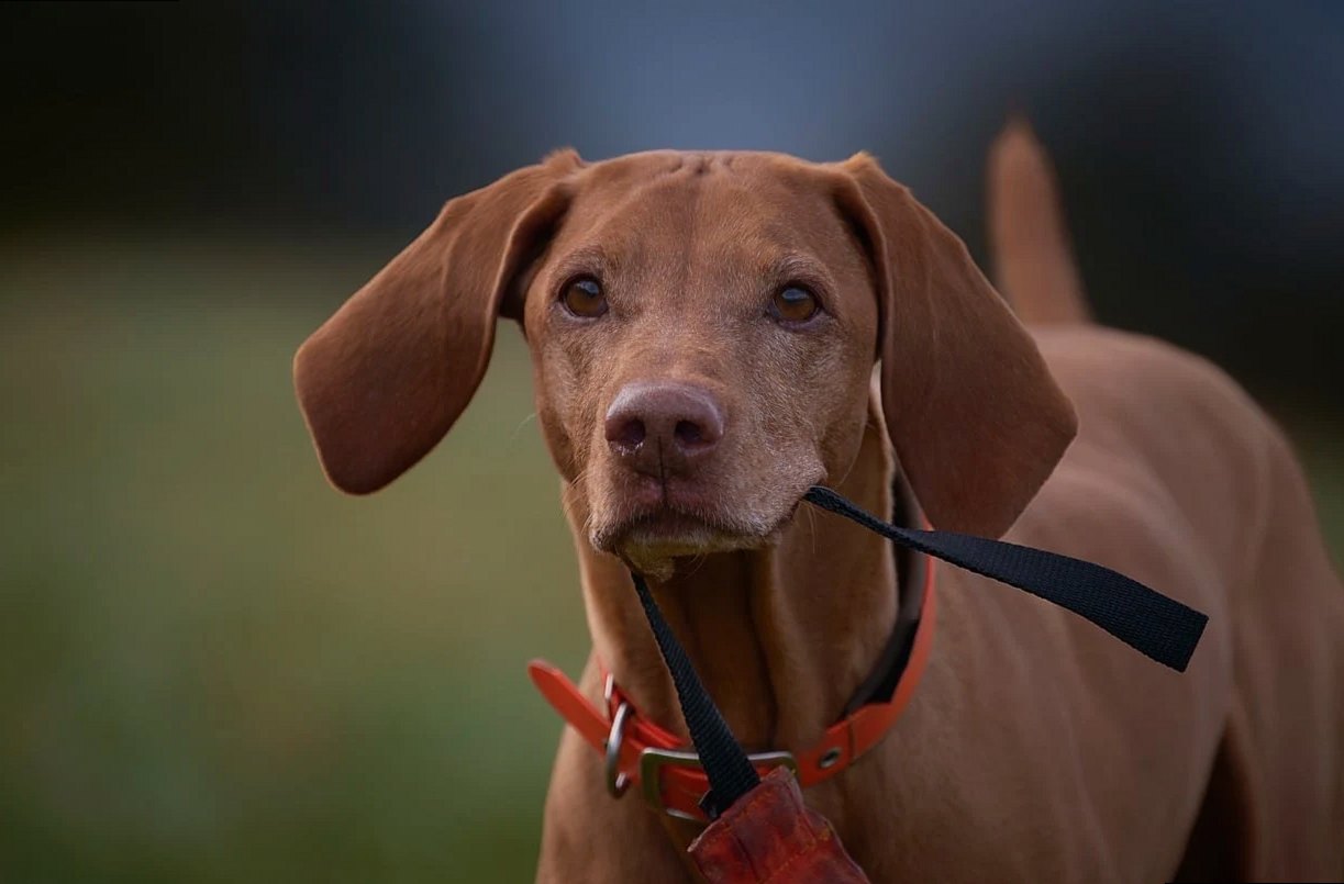 vizsla, hunting dog, dog training