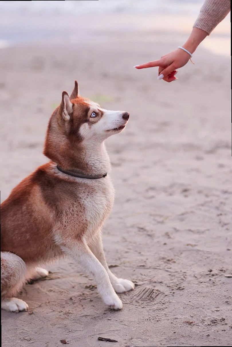 A Siberian Husky sits attentively on sandy ground, responding to a human's training gesture.